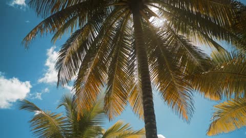 mixkit-palm-tree-on-a-sunny-day-4645-hd-ready