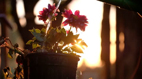 mixkit-watering-a-flower-pot-1780-hd-ready (2)